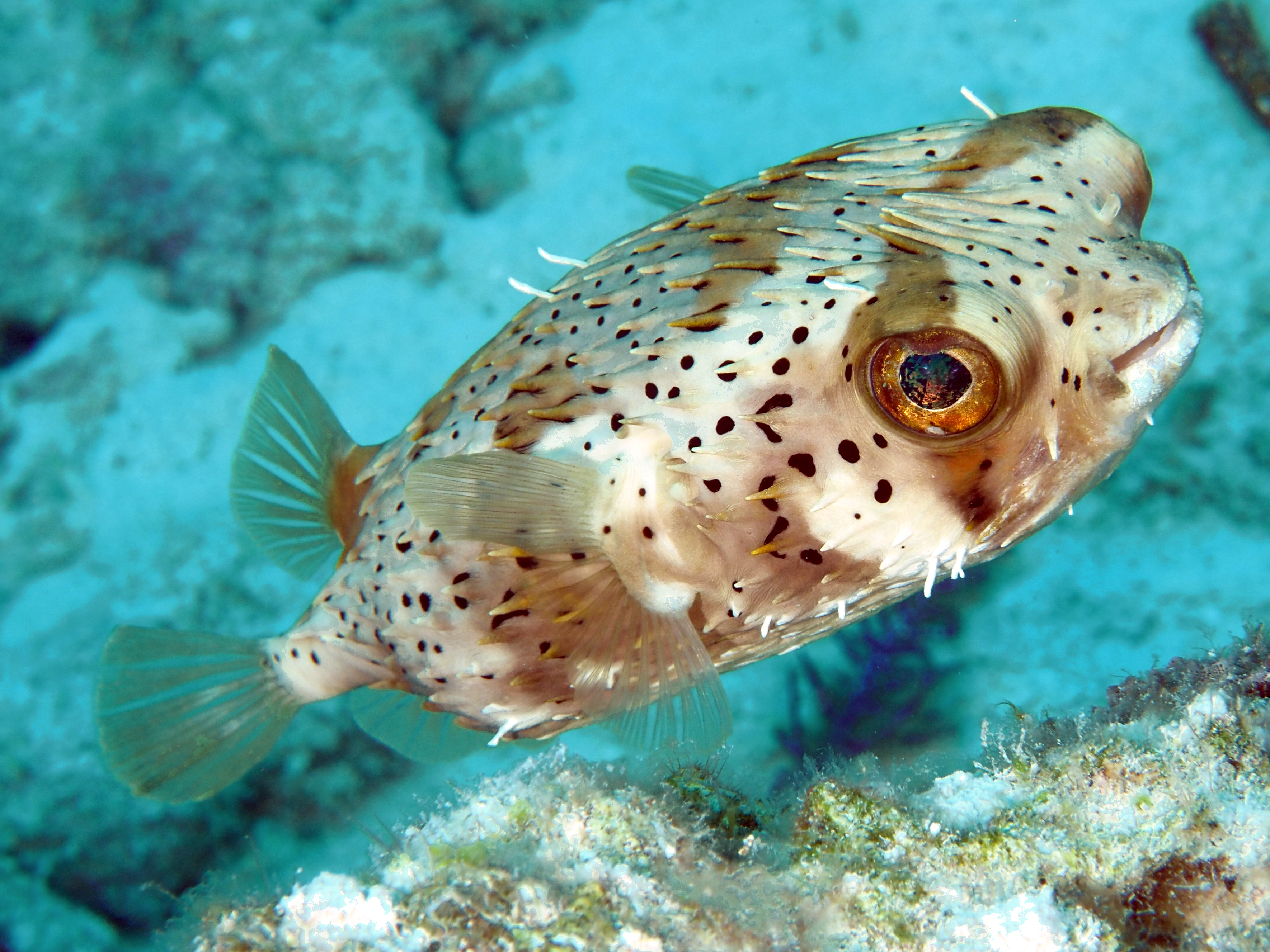 Balloonfish